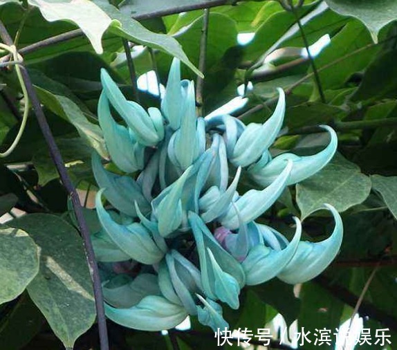 此花花色碧玉,盛开的花犹如一只只翡翠雕琢而成的小鸟,备受追捧