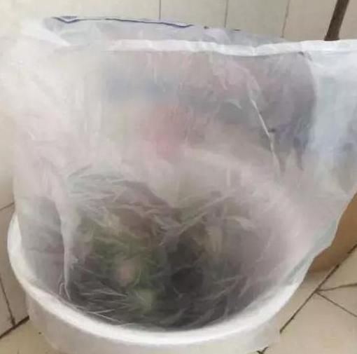 废弃的“塑料袋”要收好，养花时大有用处，可促进花卉生长、爆盆