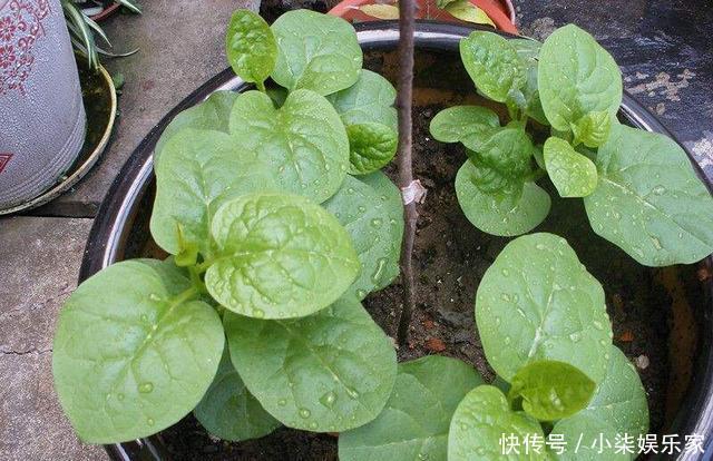 采摘|3种吃剩的“菜杆子”,丢土里,长成一片“绿萝”,3天采摘一大盆