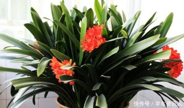 养君子兰学会四季浇水方法,根系长满盆,叶子绿出油!