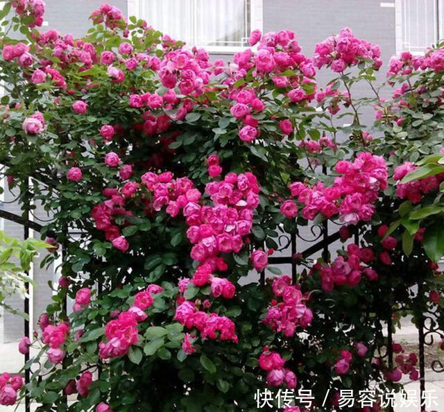 月季|这“4种花”，耐高温，开花多，种在屋顶、露台，开成漂亮小花园