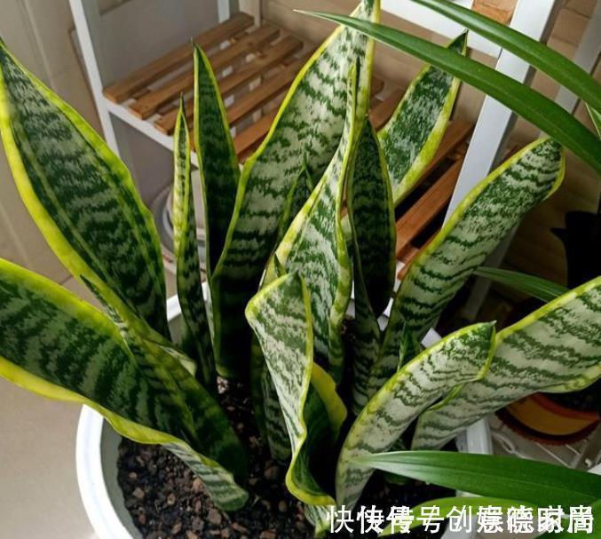 老花匠养了2年虎皮兰,小崽崽挤满盆,方法也简单,全靠4件事