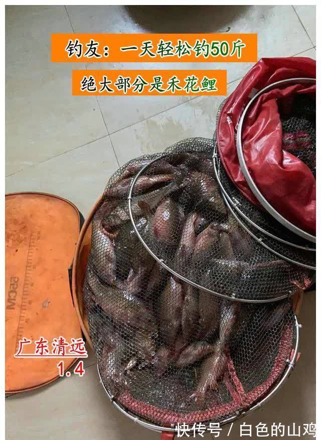 北江禾花鲤大爆发,将成生态问题?钓鱼人一天轻松钓50斤