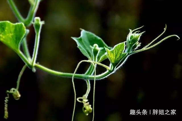 代茶饮|冬瓜皮、冬瓜瓤、冬瓜叶,冬瓜藤的有什么用,赶紧点开看看吧!