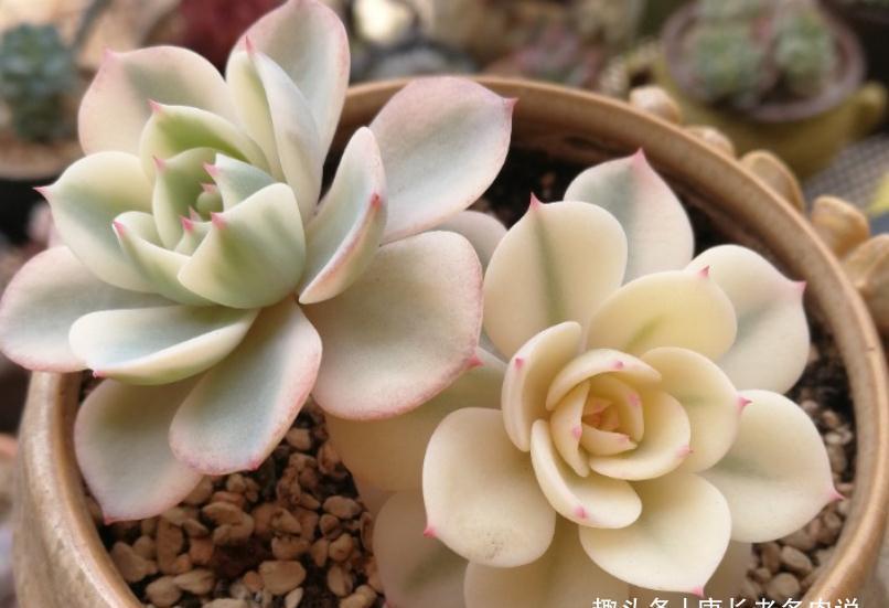 养多肉玉蝶锦的肉友你养活了吗?没养活的话来试试这两种养法吧!