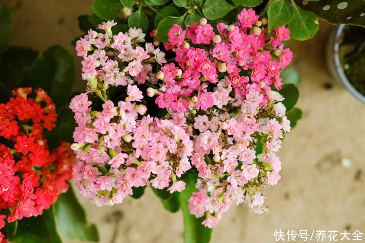 小技巧|花店老板绝不外传的5个养花小技巧,简单实用,轻松成为养花高手