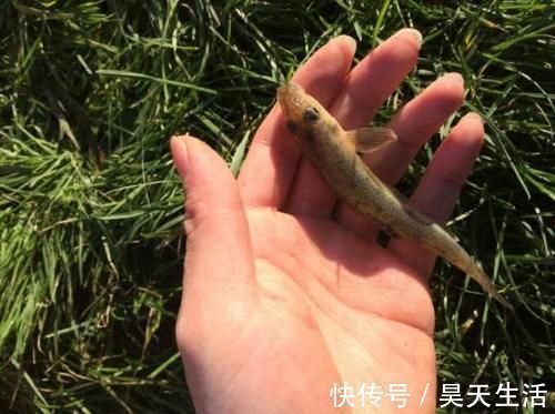 食用价值|农村这种鱼,儿时很多,钓鱼人见到就头大,如今却5元一条很稀罕