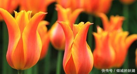 喜欢养花,不如养盆花中精品,花朵明亮而金黄,美不胜收