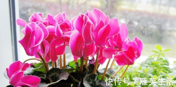 阳台养上4种花,阳台美成花园,漂亮花朵,开的最灿烂