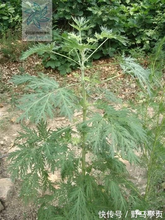 中药大辞典|大籽蒿,见过吗?全草肺热咳嗽、咽喉肿痛;花治黄水疮、皮肤湿疹