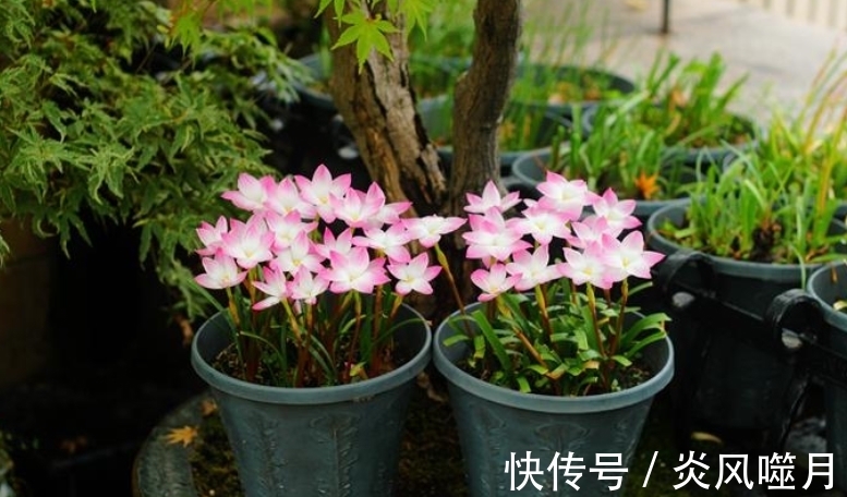 这5种花爱“生崽”,今年种一棵,来年变“一堆”,好养又省钱!