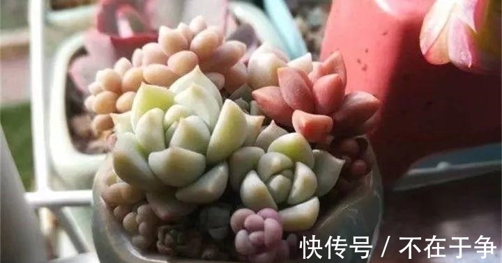 白美人|“拇指大”的花盆,被她塞了几十棵多肉,养一年都不是事!