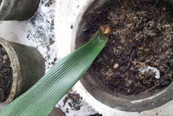 君子兰不花钱就能养仅用这“1妙招”，30天出一盆，赶紧看看！