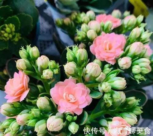 养分|长寿花蟹爪兰还没开花，赶紧加餐，赏花有戏！