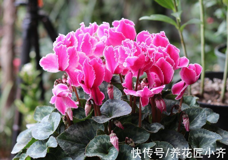 年后花市开门，赶紧去“捡漏”，这7种花，花低价就能买“好货”