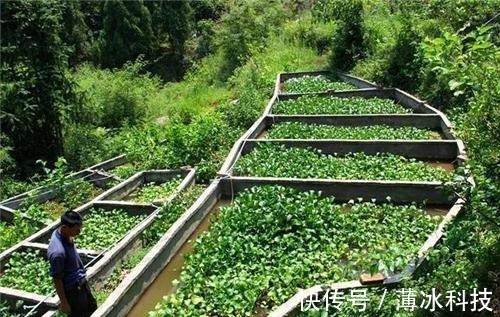 农家汉$他鱼塘挖到天价石头,专家:底下还有切记保密,他一守就是10年