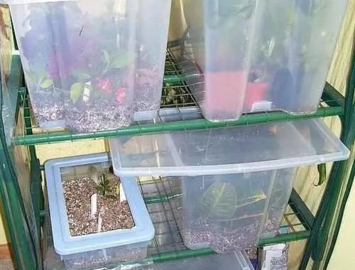 繁殖|买个保鲜盒扦插繁殖盆栽植物,成功率可以提高几倍