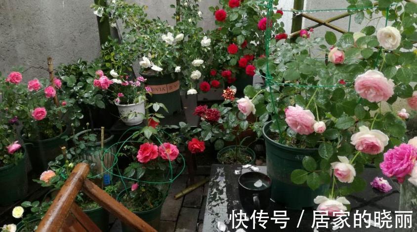 花友们|养花旧土别扔,消菌处理可再用,省钱、有趣又好使