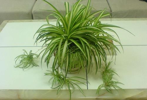 夏季天热,记得给这4种花“剃个头”,轻松度夏枝繁叶茂