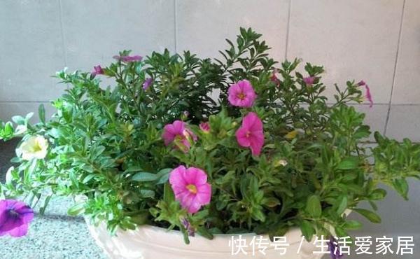 养花试试这几款,植株矮小,花朵密集,放在阳台上节省空间