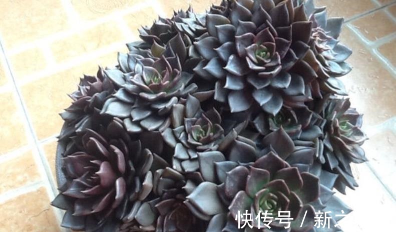 秋天养一盆多肉黑王子,机制状态下霸气侧漏,谁见了都夸大气