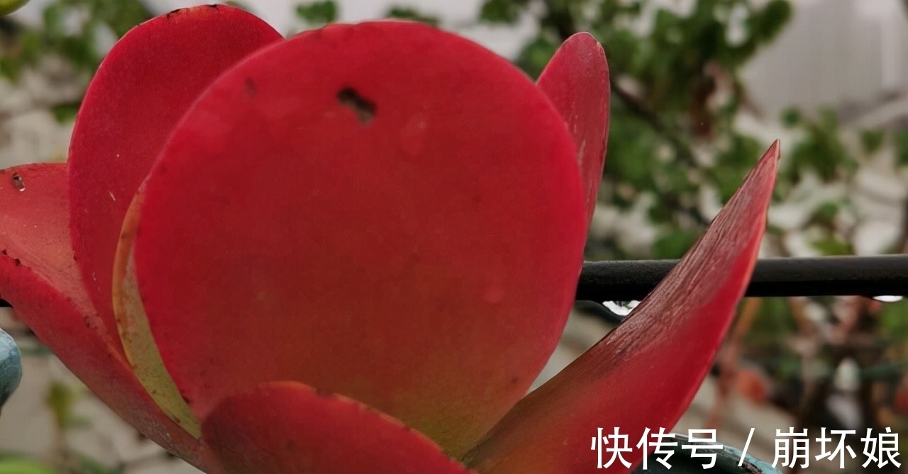 室内养多肉，这5款再漂亮也不选，上色真的是太难了