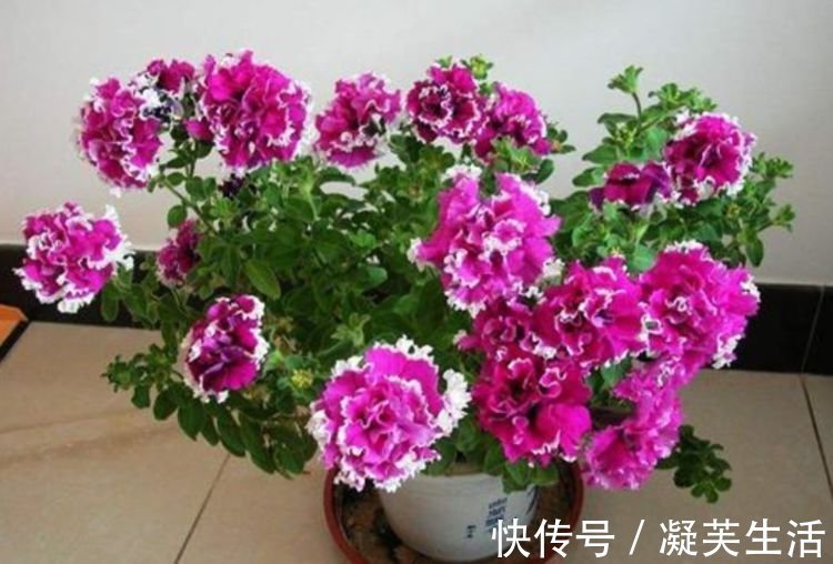 5种花适合夏天养，净化空气超厉害，杀病菌，除灰尘！