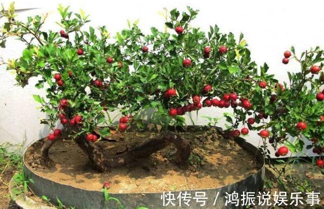 铜钱|客厅再小,也要养这“4棵树”,水越少它越旺,进门如同进森林!