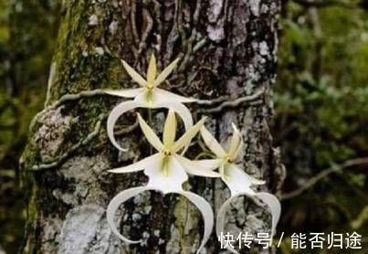 小蓉|世界上最贵的花,一朵价值1500万!发现一朵一辈子都不愁了.