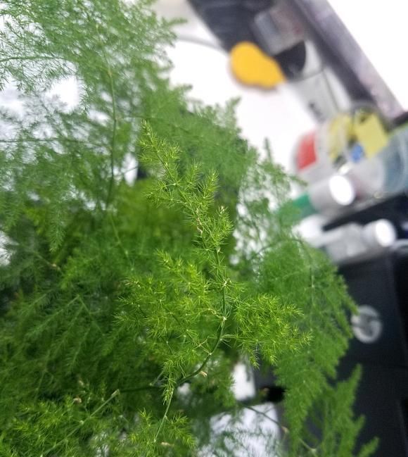 养盆最高雅的文竹,放在卧室里,每天喷点水,四季不黄叶