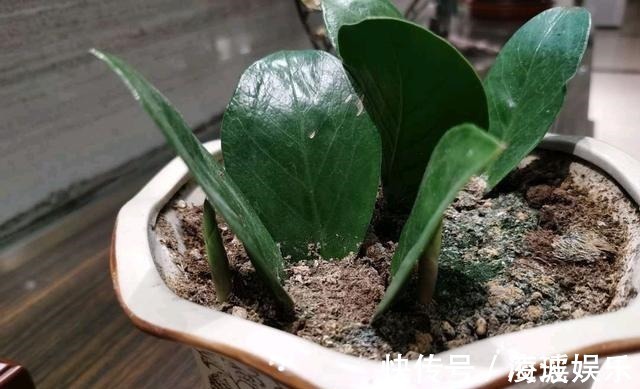 盆栽|这5种花叶子落地便生根,趁现在抓紧繁殖,一个月长成小盆栽