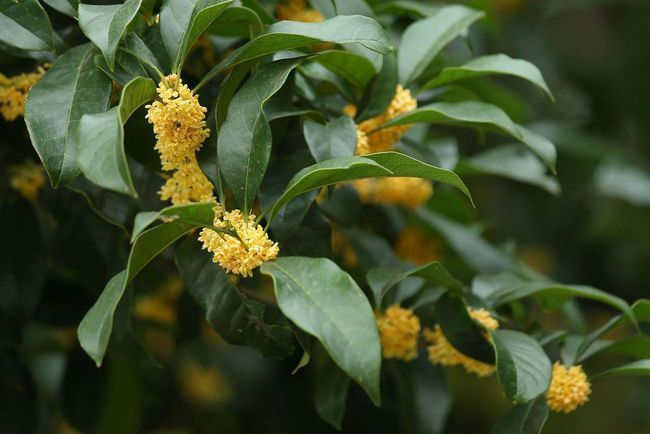 种了3年的桂花都没有开花，是怎么回事？