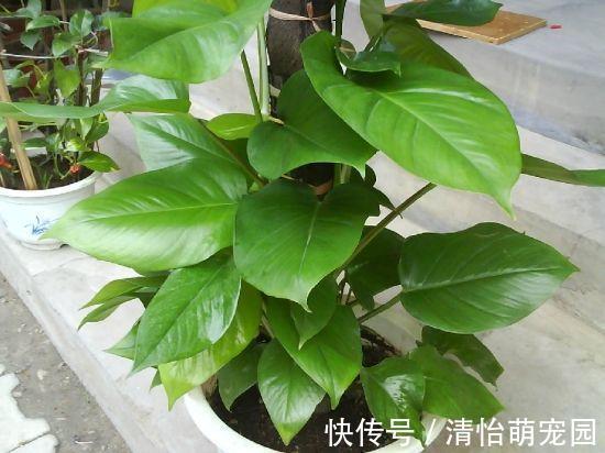 卧室养花要注意,2种花虽漂亮,但不能养,个个不利健康