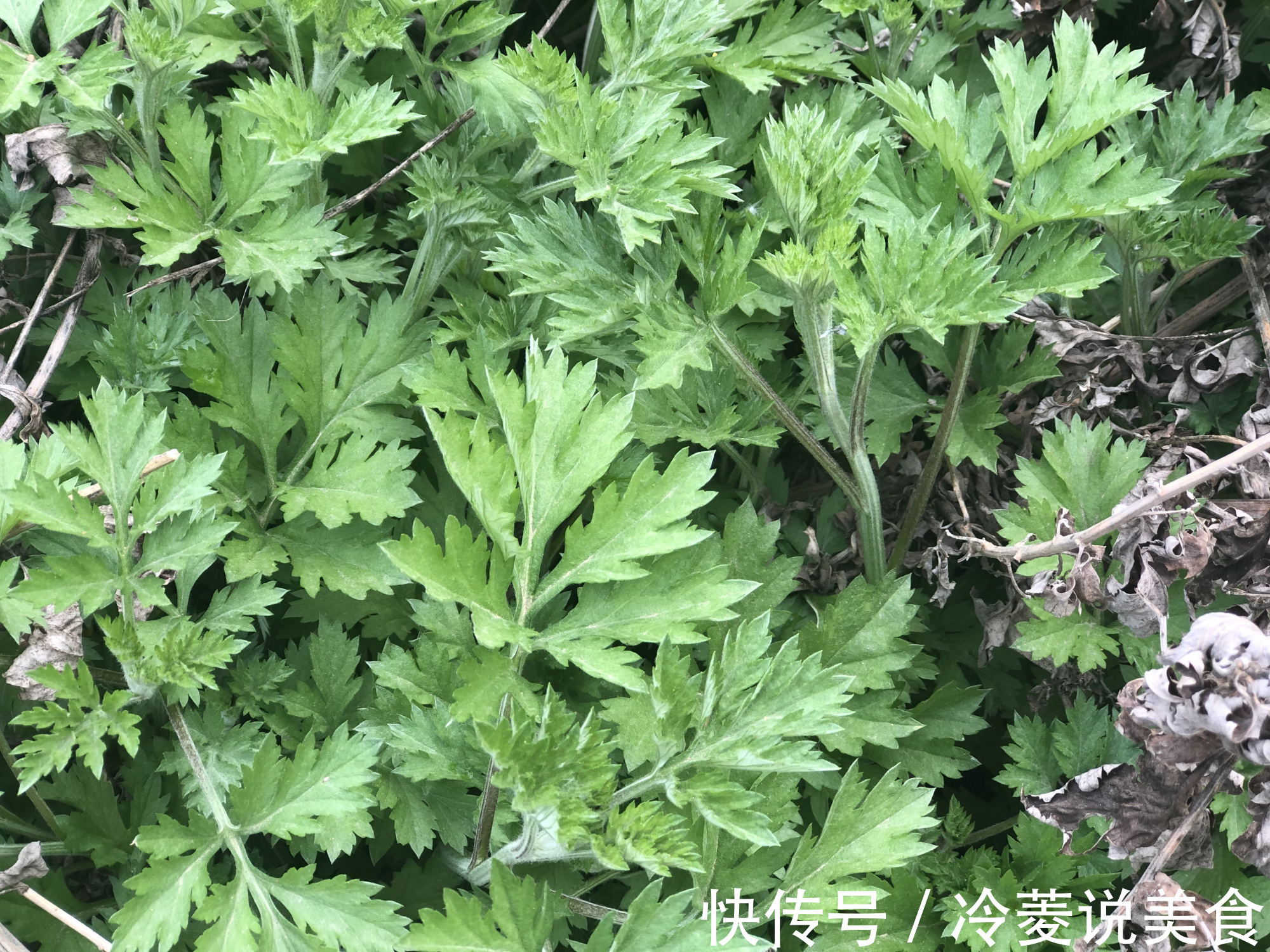 刺儿菜|这8种野菜很常见,但很多人不知道能吃,你认识几种