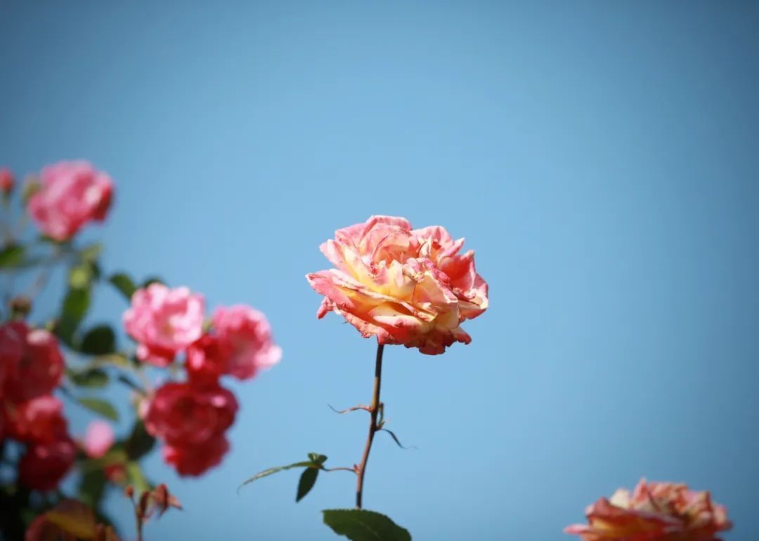 五一节！椒江“公主湾”千亩花海“出道”，随手一拍即大片