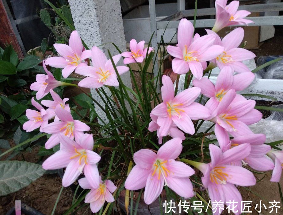 网上常见的4种花，要谨慎购买，虽然销量不低，但是都是“骗局”