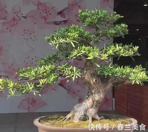 此花花香叶也香,枝叶四季常青,最适宜被修剪成盆景供人欣赏