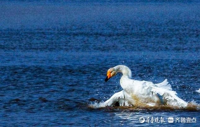 湖上芭蕾！济南黄河北沉砂池上演天鹅湖，舞姿轻盈优雅