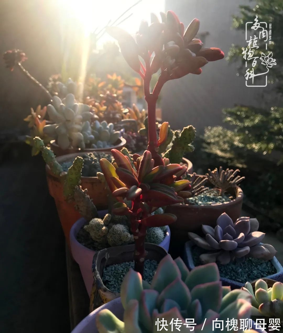 一种爱好就是一种境界,养花养多肉可以培养一个人的心境!