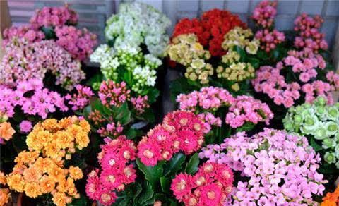 养了3年长寿花,家里“到处”都开花,繁殖几十盆成大户!