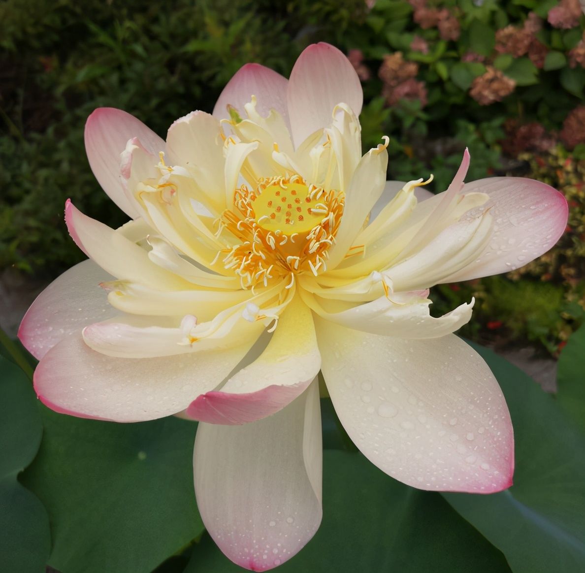 芙蓉花|这3种“芙蓉”花，你见过几种？夏去秋来都在开，美丽和诗情并存