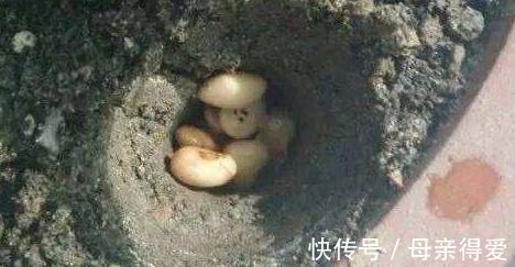 冬季养君子兰，浇上3种催花水，叶片翠绿，分分钟开花爆盆