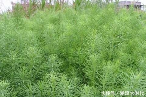 黄须菜|长相普通的3种野菜,是滋补、降三高和抗瘤的佳品,你吃过吗?