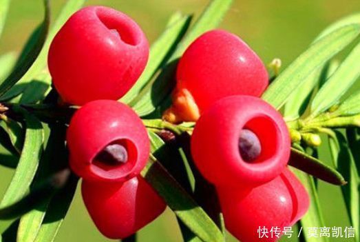 医生认为肝脏不舒服,多吃3种食物,促进肝脏排毒,护肝养肝