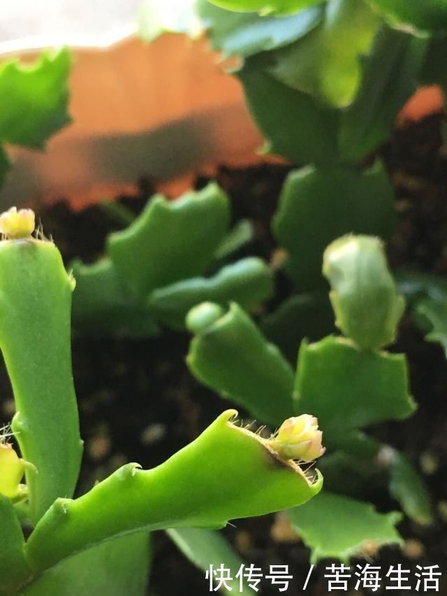 家里养蟹爪兰，提前准备3种肥料，到了9月开始“贴秋膘”