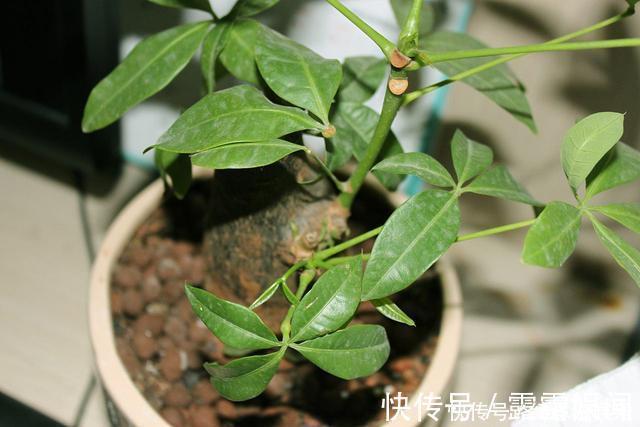 养花|养花换盆换一盆死一棵教你一招，换盆依然长势旺盛猛开花！