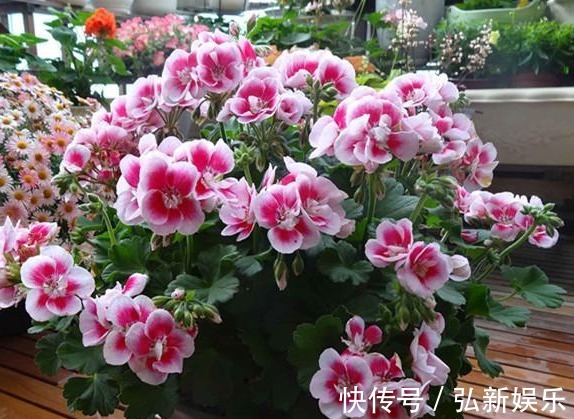 年年花开不断,一不小心就爆盆,养护也是超级简单