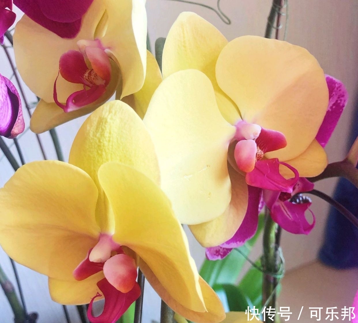 蝴蝶兰长成恨天高，瞻前不顾后，可以砍头促分枝吗？