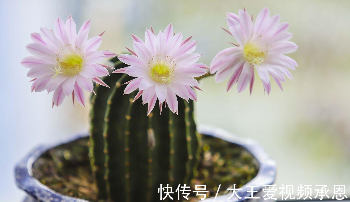 根系|四种花喜干不喜湿，什么时候也不能浇水太频繁，要学会懒养