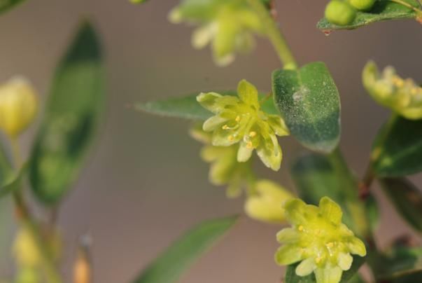 它外形酷似“含羞草”，却不会“害羞”，用处广泛然而相当常见